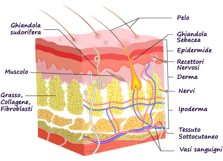 Derma e Ipoderma - Timeless Beauty